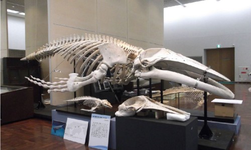 无根藤能治什么病图片-无根藤功效作用图片网 | 无根藤有什么功效,无根藤作用与功效